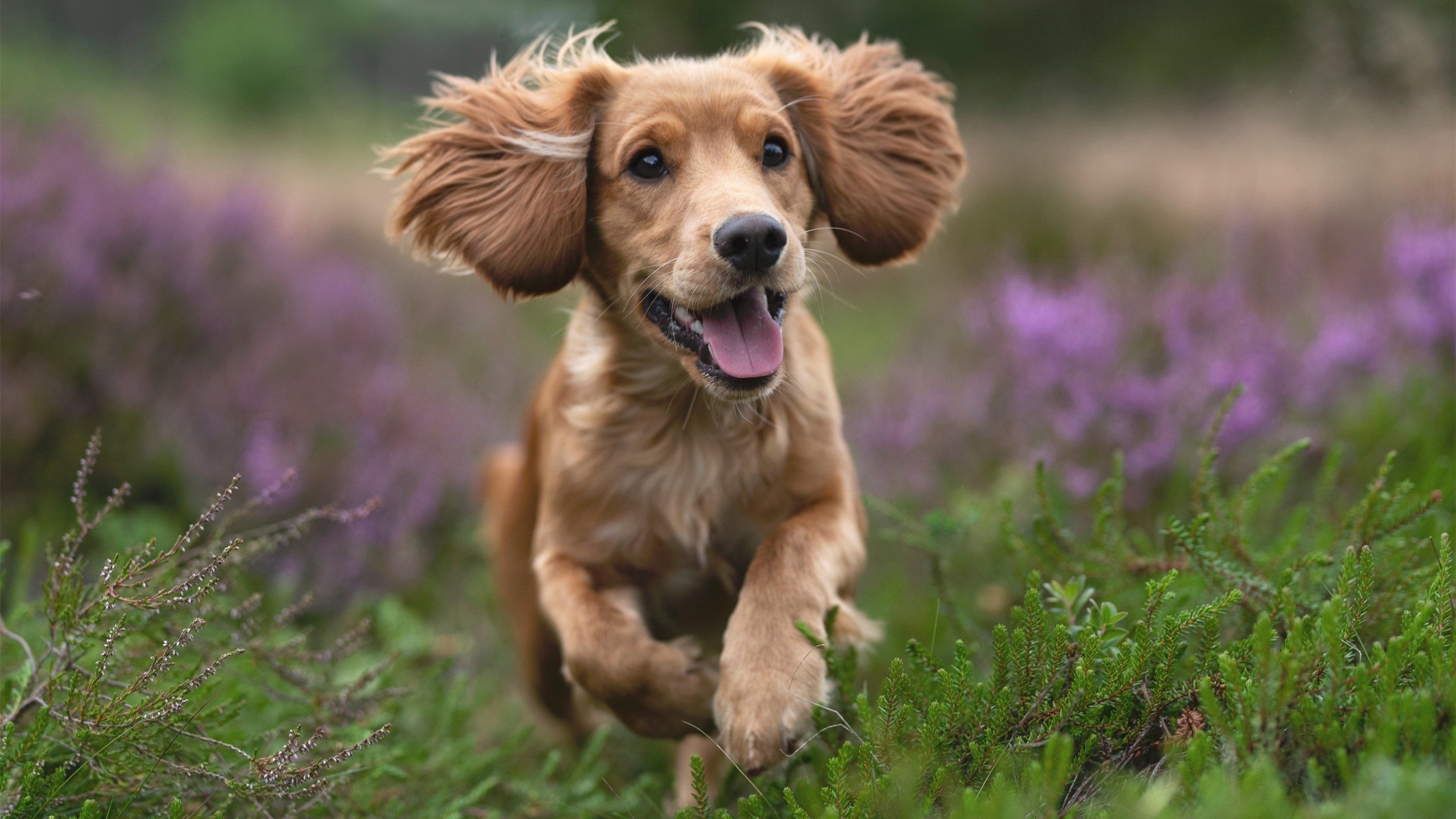 AI在F1中的应用:引领赛车行业未来,f1人工智能