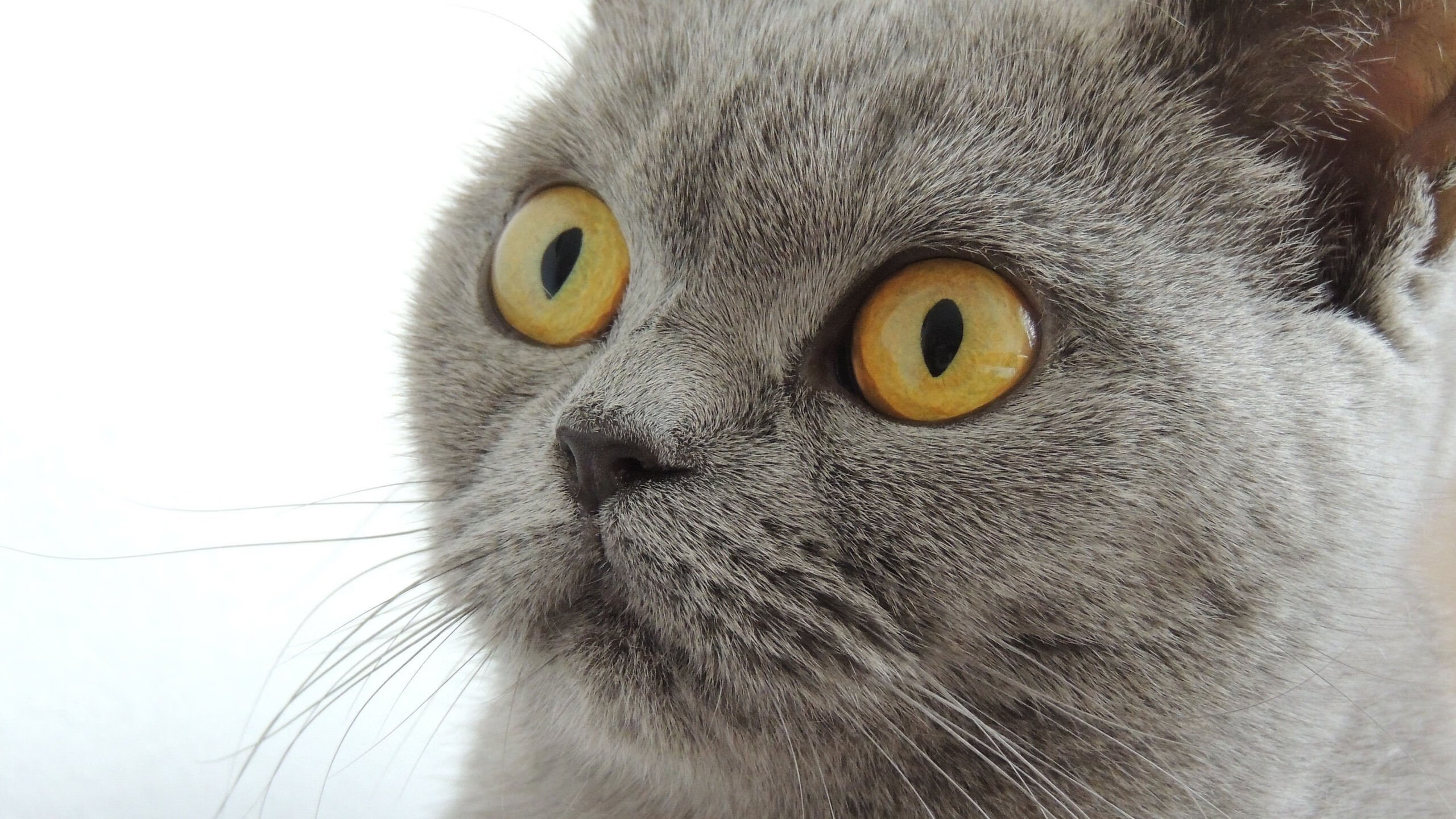 _凯尔特人强势领跑,联盟排名持续攀升_,凯尔特人目前排名