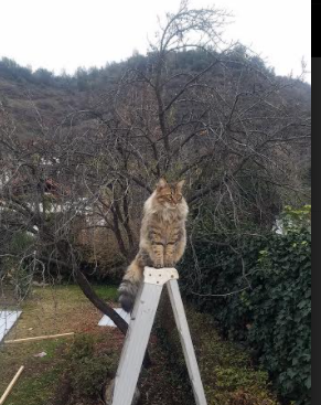 专家点评:专业视角,解读比赛,竞赛专家点评深入精彩纷呈